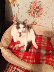 Reunited Female Cat last seen Parsonage rd ramsgreave, Blackburn with Darwen, England 