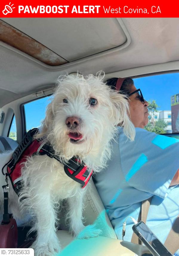 Lost Male Dog last seen Valley and Nogales, West Covina, CA 91792