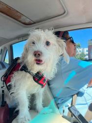 Lost Male Dog last seen Valley and Nogales, West Covina, CA 91792