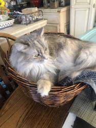Reunited Female Cat last seen The Lakes neighborhood, Las Vegas, NV 89117