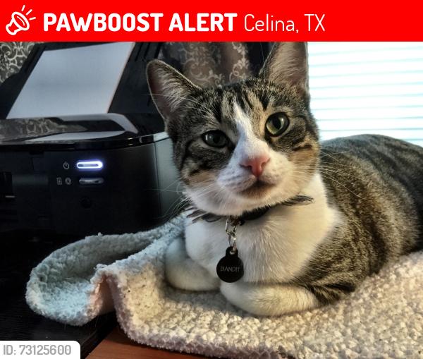 Lost Female Cat last seen N. Preston Rd., Celina, TX 75009