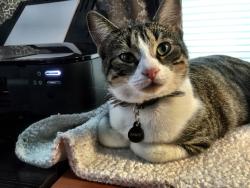 Lost Female Cat last seen N. Preston Rd., Celina, TX 75009