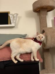 Reunited Male Cat last seen Near Flagstaff Ct N, Rosemout MN, Rosemount, MN 55068