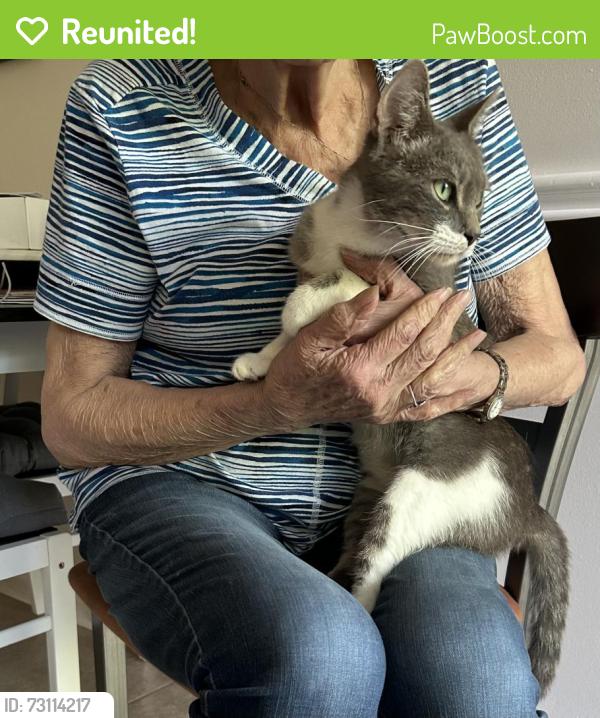 Reunited Female Cat last seen Cheddington, Charlotte, NC 28211