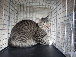 Shelter Stray Unknown Cat last seen Near BLOCK NW 59 WY, SUNRISE FL 33313, 2400 SW 42nd St, Fort Lauderdale, FL 33312, USA