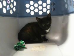 Shelter Stray Male Cat last seen CHARLOTTE, 8315 Byrum Dr, Charlotte, NC 28217, USA
