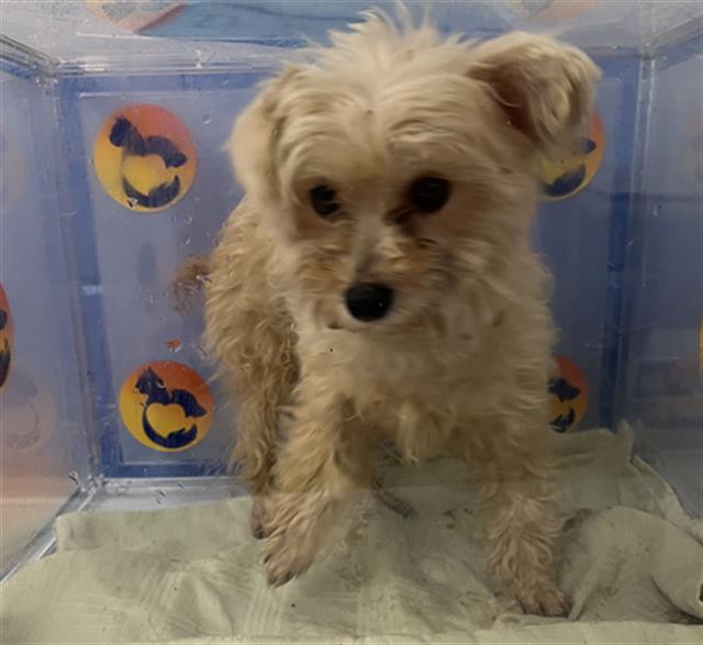 Shelter Stray Female Dog last seen RANCH RD, 19640 Dogpatch Ln, Land O' Lakes, FL 34638, USA