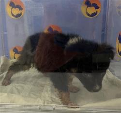 Shelter Stray Male Dog last seen RANCH RD, 19640 Dogpatch Ln, Land O' Lakes, FL 34638, USA