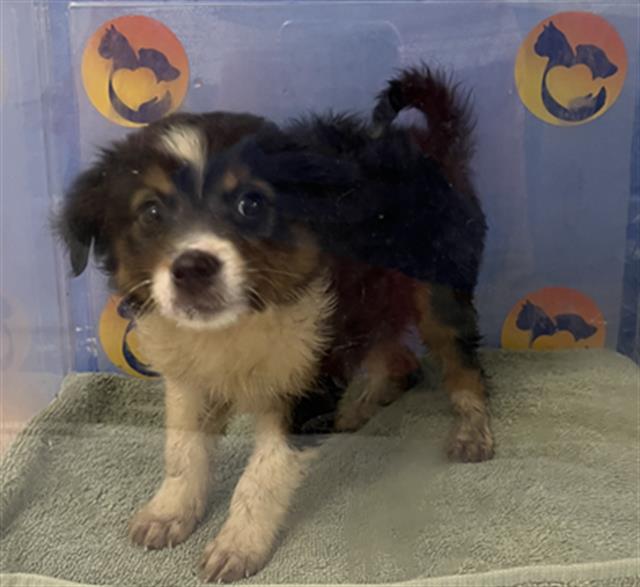 Shelter Stray Female Dog last seen RANCH RD, 19640 Dogpatch Ln, Land O' Lakes, FL 34638, USA