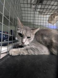 Shelter Stray Female Cat last seen Near BLOCK HARROLD AVE, 2020 Forest St, Jacksonville, FL 32204, USA