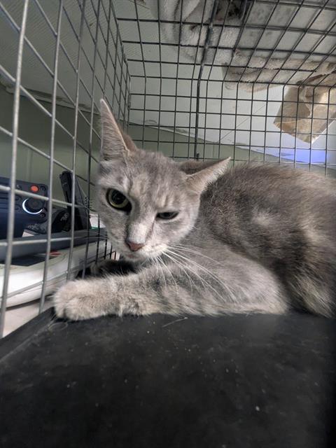 Shelter Stray Female Cat last seen Near BLOCK HARROLD AVE, 2020 Forest St, Jacksonville, FL 32204, USA