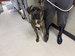 Shelter Stray Female Dog last seen Near BLOCK N PALMER ST, 3839 W Burnham St, West Milwaukee, WI 53215, USA