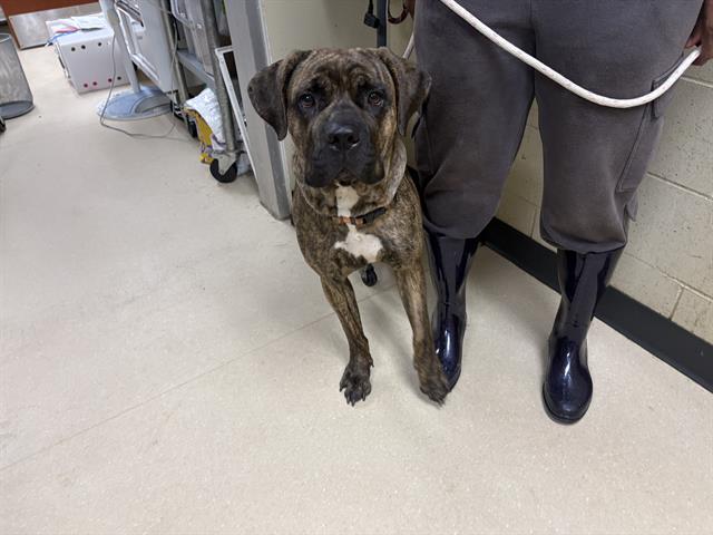 Shelter Stray Female Dog last seen Near BLOCK N PALMER ST, 3839 W Burnham St, West Milwaukee, WI 53215, USA