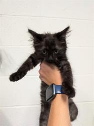 Shelter Stray Female Cat last seen COTTLEVILLE, 4850 Mid Rivers Mall Dr, St Peters, MO 63376, USA