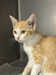 Shelter Stray Male Cat last seen , West Valley Animal Shelter, 20655 Plummer St, Chatsworth, CA 91311, USA