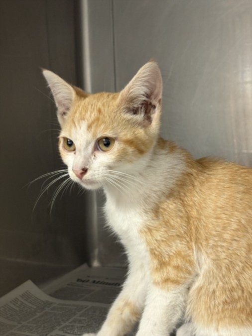 Shelter Stray Male Cat last seen , West Valley Animal Shelter, 20655 Plummer St, Chatsworth, CA 91311, USA