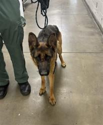 Shelter Stray Female Dog last seen , West Valley Animal Shelter, 20655 Plummer St, Chatsworth, CA 91311, USA