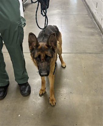 Shelter Stray Female Dog last seen , West Valley Animal Shelter, 20655 Plummer St, Chatsworth, CA 91311, USA