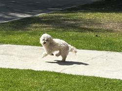 Found/Stray Unknown Dog last seen 5th and Lorraine, Los Angeles, CA 90020