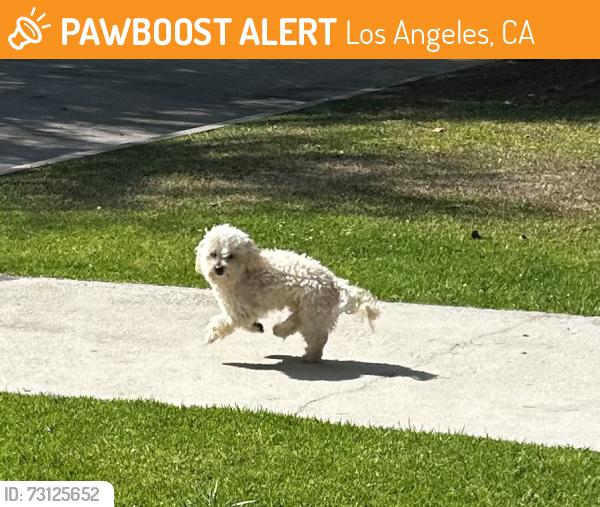 Found/Stray Unknown Dog last seen 5th and Lorraine, Los Angeles, CA 90020