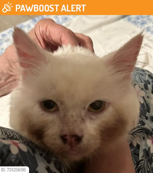 Found/Stray Male Cat last seen Marshbank Park, West Bloomfield Township, MI 48324