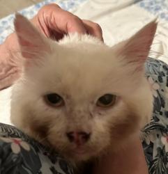 Found/Stray Male Cat last seen Marshbank Park, West Bloomfield Township, MI 48324