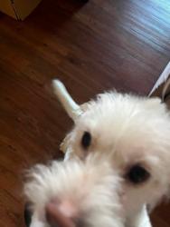 Lost Male Dog last seen 7/11 on valley blvd McDonalds and Nogales high school, West Covina, CA 91792
