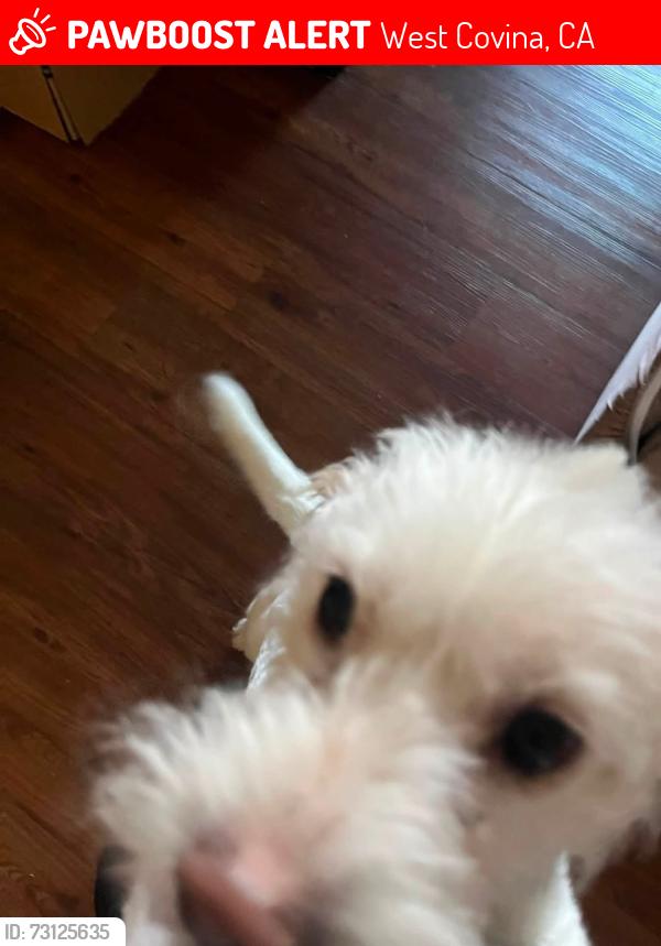 Lost Male Dog last seen 7/11 on valley blvd McDonalds and Nogales high school, West Covina, CA 91792