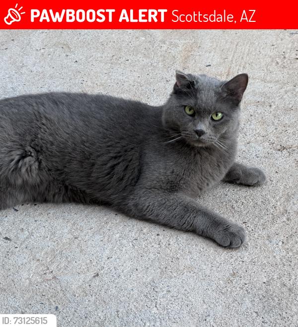 Lost Male Cat last seen Camelback and 85Th. Street, Scottsdale, AZ 85266