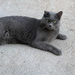 Lost Male Cat last seen Camelback and 85Th. Street, Scottsdale, AZ 85266