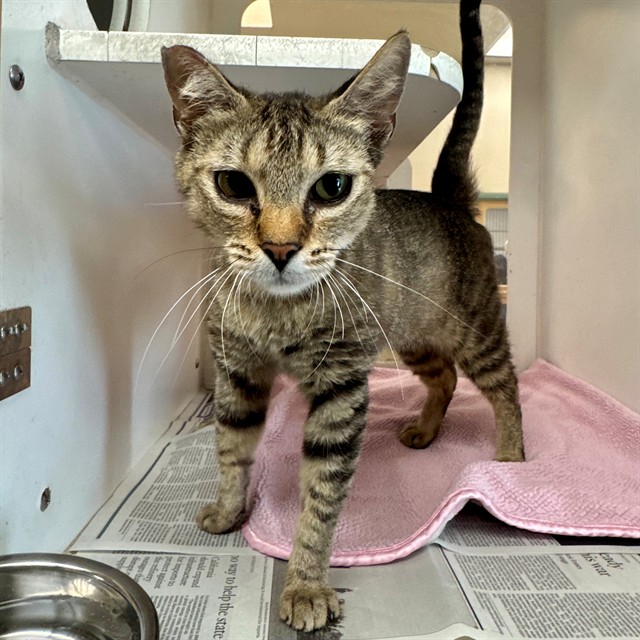 Shelter Stray Female Cat last seen Near BLOCK PATTERSON ST, PERRIS CA 92570, 6851 Van Buren Boulevard, Jurupa Valley, CA 92509, USA