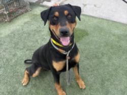 Shelter Stray Male Dog last seen , 1850 W 60th St, Los Angeles, CA 90047, USA