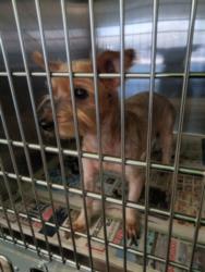 Shelter Stray Female Dog last seen , 1850 W 60th St, Los Angeles, CA 90047, USA