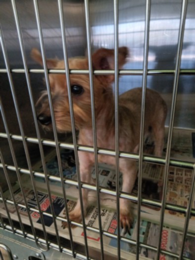 Shelter Stray Female Dog last seen , 1850 W 60th St, Los Angeles, CA 90047, USA