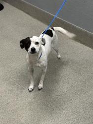 Shelter Stray Female Dog last seen , 655 N Mojave Rd, Las Vegas, NV 89101, USA