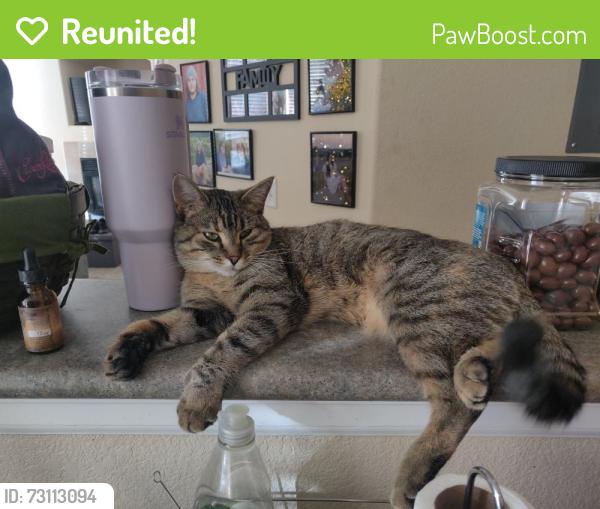 Reunited Female Cat last seen Arapahoe and Quebec, Centennial, CO 80112