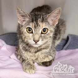 Shelter Stray Female Cat last seen CULVER/IRVINE BLVD, 6443 Oak Canyon, Irvine, CA 92618, USA