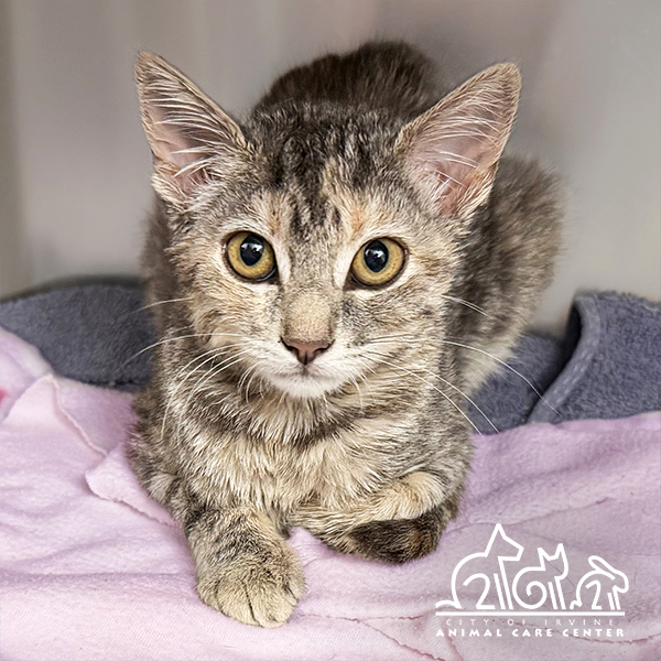 Shelter Stray Female Cat last seen CULVER/IRVINE BLVD, 6443 Oak Canyon, Irvine, CA 92618, USA