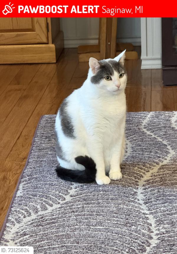Lost Male Cat last seen Thomas rd and Kessler Dr, Saginaw, MI 48609
