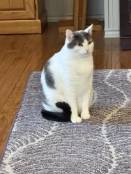 Lost Male Cat last seen Thomas rd and Kessler Dr, Saginaw, MI 48609
