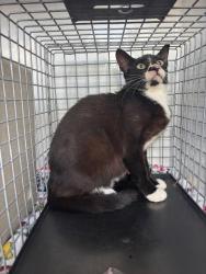 Shelter Stray Male Cat last seen , 232 Eslinger Way, Sanford, FL 32773, USA