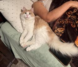 Reunited Male Cat last seen Backus and Thomas Blvd around La Sirenita, Springdale, AR 72762