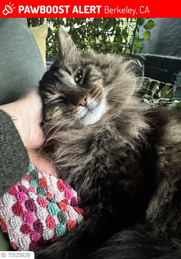 Lost Male Cat last seen between dwight and channing in berkeley, 1 block below MLK, Berkeley, CA 94703