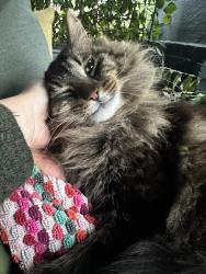 Lost Male Cat last seen between dwight and channing in berkeley, 1 block below MLK, Berkeley, CA 94703