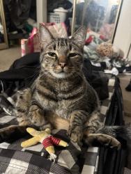 Reunited Male Cat last seen Alta view, San Diego, CA 92139