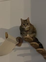 Reunited Female Cat last seen E Franklin St & Cemetery Dr, Centerville, OH 45459