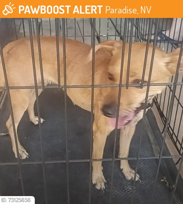 Found/Stray Female Dog last seen Nellis and Tropicana, Paradise, NV 89120