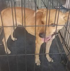Found/Stray Female Dog last seen Nellis and Tropicana, Paradise, NV 89120