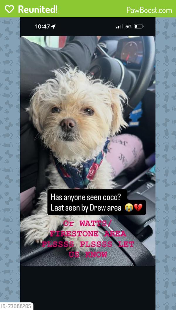Reunited Female Dog last seen Compton and firestone, Los Angeles, CA 90002
