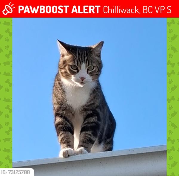 Lost Male Cat last seen Bernard st. & Ashwell Rd., Chilliwack, BC V2P 7S6